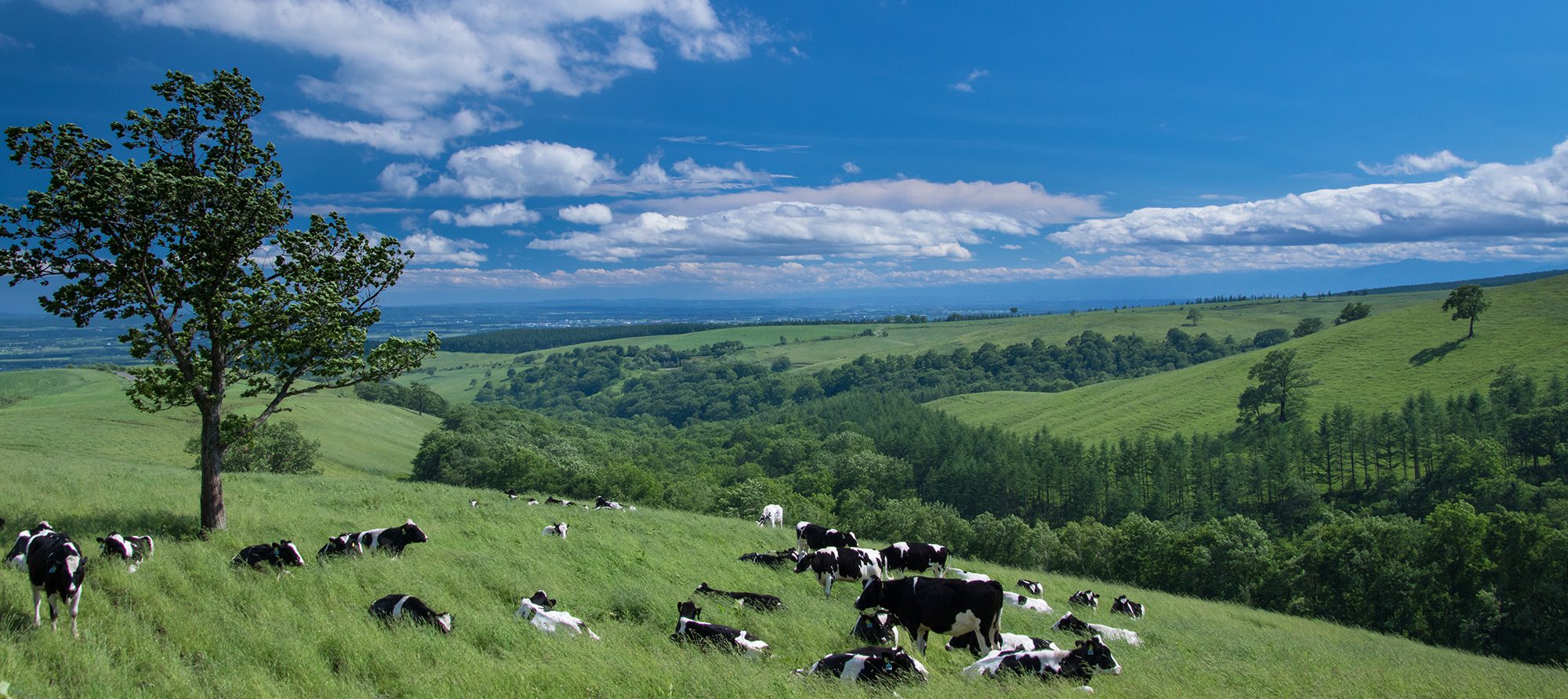 十勝農業協同組合連合会